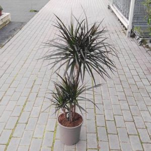 Drácena (Dracaena marginata) de 3 troncos en maceta de 24 cm
