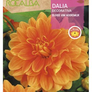 Bulbos de Dalia decorativa Glorie Van Noordwijk (1 unidad)