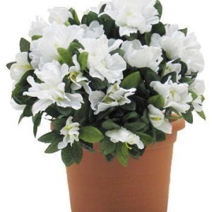 Azalea (Azalea japonica) de flor blanca en maceta de 13 cm ø