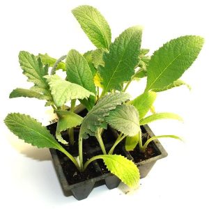 Plantel de Alcachofa en bandeja de 9 unidades