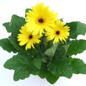 Gerbera (Margarita africana) de flor amarilla en maceta de 12 cm ø