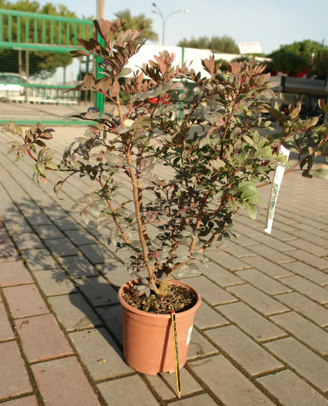 Lentisco (Pistacia lentiscus) en maceta de 2.5 litros