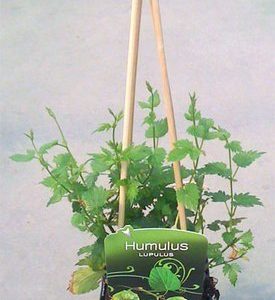 Planta de Lúpulo (Humulus Lupulus) en maceta de 12-14 cm