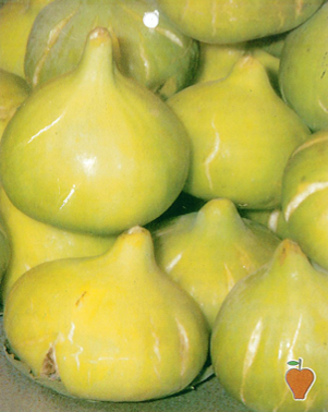 Árbol frutal Higuera de Fraga (Ficus carica) de 2 años en cepellón con bolsa