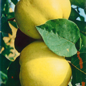 Árbol frutal Membrillero (Cydonia oblonga) de 2 años en cepellón con bolsa