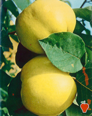 Árbol frutal Membrillero (Cydonia oblonga) de 2 años en cepellón con bolsa