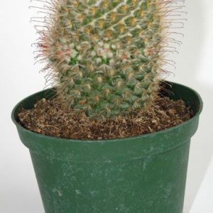 Cactus Mammillaria bombycina en maceta de 13 cm