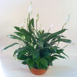 Espatifilo (Spathiphyllum Chopin ) en tarrina de 17 cm. ø