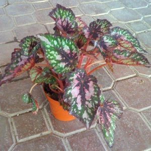 Begonia Rey (Begonia Rex) en maceta de 12 cm. ø
