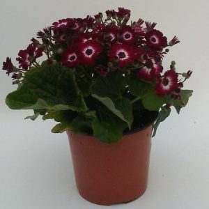 Pericallis Hybrida (Cineraria) en varios colores M-14