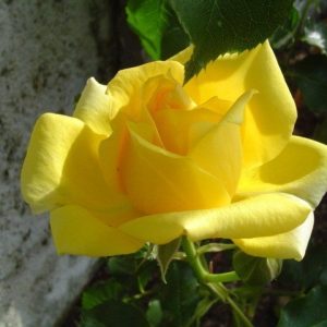 Rosal trepador Rimosa Meilland en rosapot de 4 litros