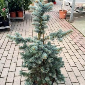 Picea Pungens o Abeto navidad azul – M-30 altura 80/100 cm