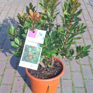 Madroño (Arbutus unedo) en maceta de 10 litros