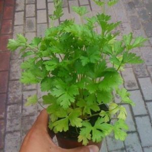 Perejil (Petroselinum crispum) en maceta de 11-13 cm.