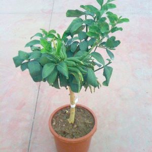 Mano de buda Citrus medica en maceta de 30 cm