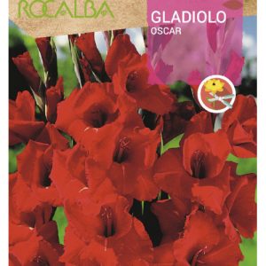 Bulbos de Gladiolo Oscar (10 unidades)